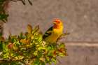 USA, New Mexico. Western tanager in tree. Art Print